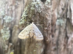 Parapoynx badiusalis