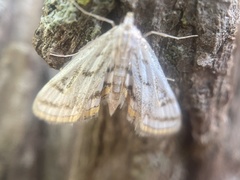 Parapoynx badiusalis