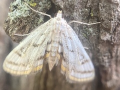 Parapoynx badiusalis