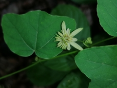 Passiflora pusilla