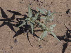 Dicoria canescens