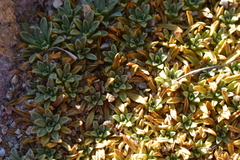 Azorella ruizii
