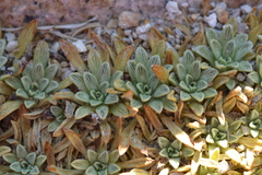 Azorella ruizii