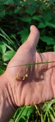 Carex davisii