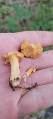 Cantharellus chicagoensis