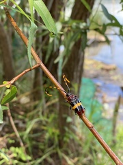 Trachyderes elegans