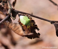 Brontocoris nigrolimbatus