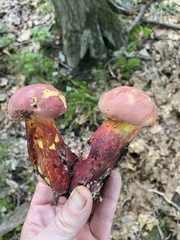 Lanmaoa pallidorosea