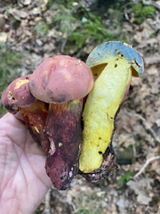 Lanmaoa pallidorosea