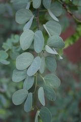 Bauhinia rufescens