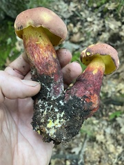 Lanmaoa pallidorosea