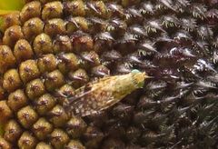 Neotephritis finalis