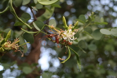 Bauhinia rufescens