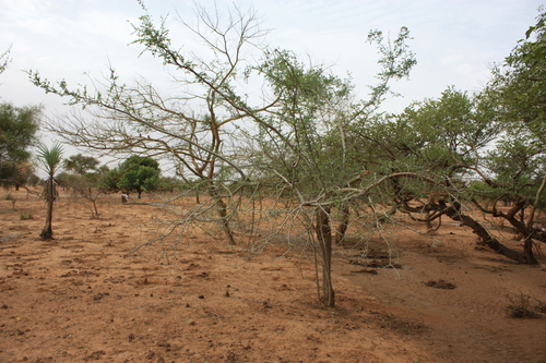 Bauhinia rufescens