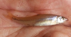 Notropis ammophilus