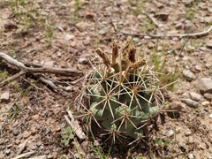Coryphantha robustispina scheeri