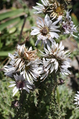 Berkheya purpurea