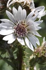 Berkheya purpurea