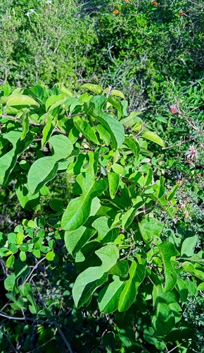 Ipomoea conzattii