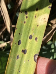 Coniothyrium bartholomaei