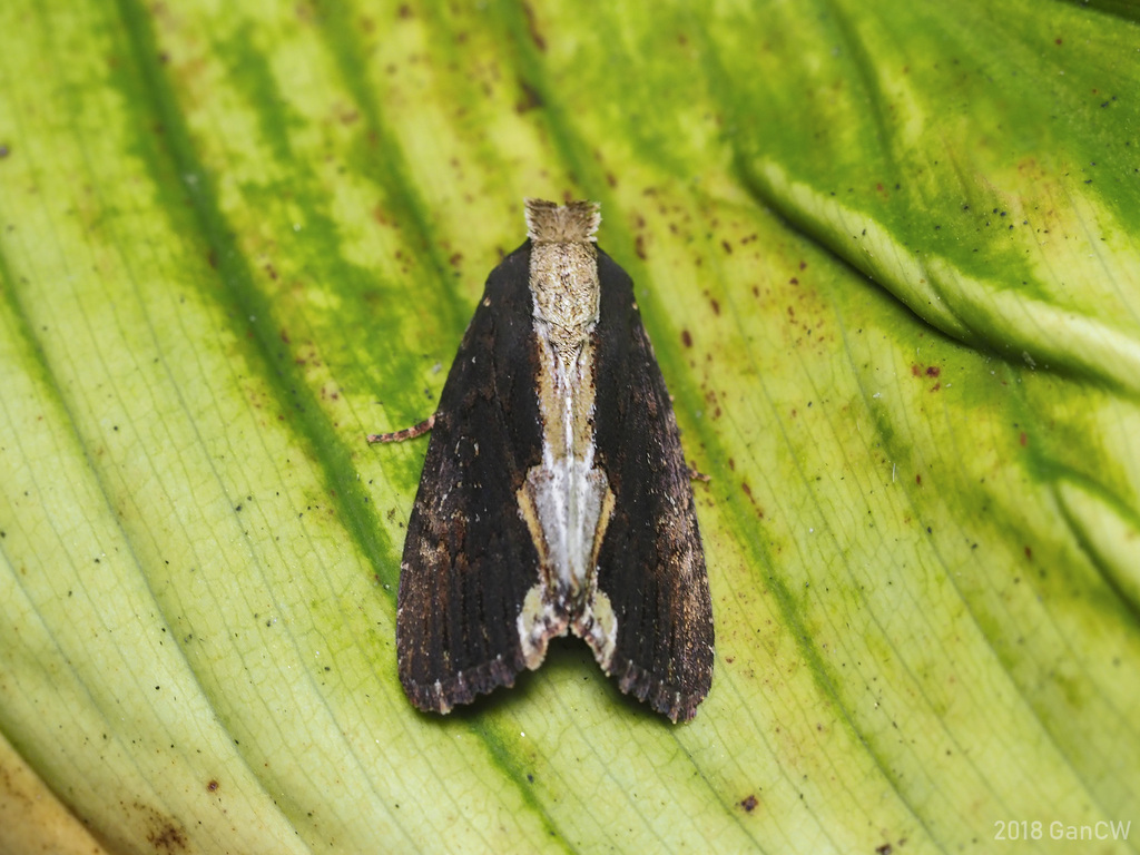 Dipterygina dorsipallens