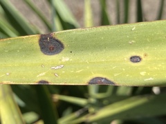 Coniothyrium bartholomaei