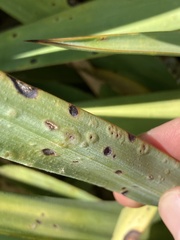 Coniothyrium bartholomaei