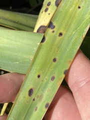 Coniothyrium bartholomaei