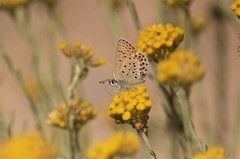 Plebejus bellieri
