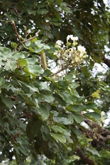 Berlinia grandiflora image