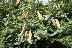 Berlinia grandiflora