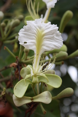 Berlinia grandiflora image
