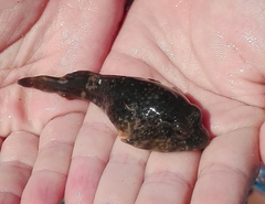 Chorisochismus dentex