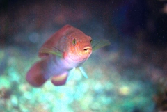 Patrician Wrasse photo 5