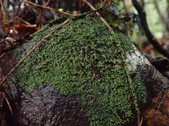 Psoroma asperellum