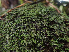 Psoroma asperellum