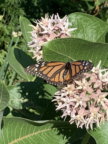 Monarch photographed in Wyoming
