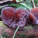 Auricularia auricula-judae - Photo (c) gremace, μερικά δικαιώματα διατηρούνται (CC BY-NC), uploaded by gremace