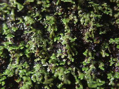 Psoroma asperellum