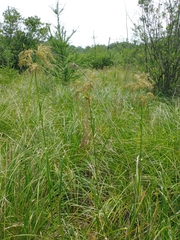 Scirpus pedicellatus