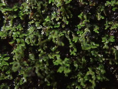 Psoroma asperellum