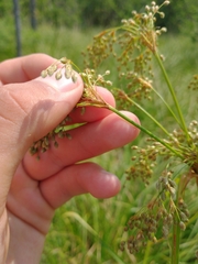 Scirpus pedicellatus