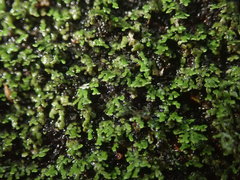 Psoroma asperellum