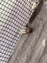 Disonycha leptolineata