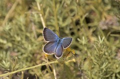 Plebejus bellieri