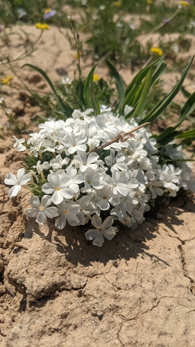Phlox griseola, photograph 2