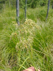 Scirpus pedicellatus