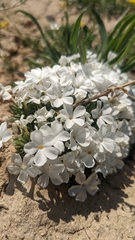 Phlox griseola, photograph (c) Darrin Gobble, some rights reserved (CC BY)