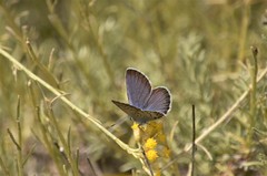 Plebejus bellieri