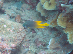 Neoglyphidodon nigroris